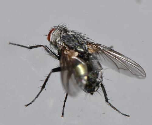 Bellardia sp.